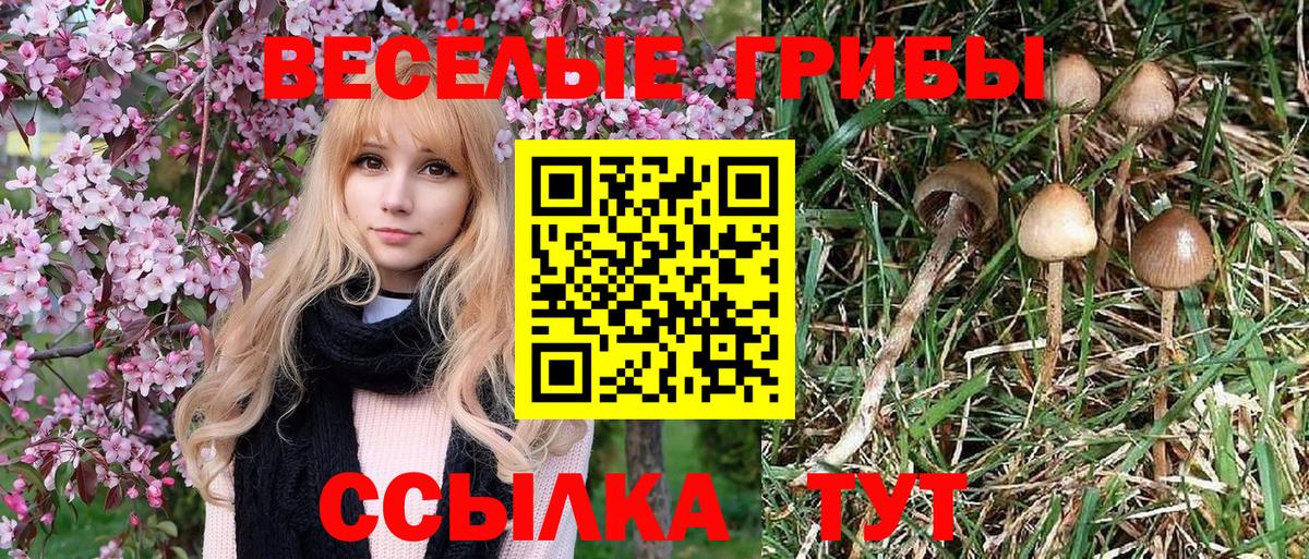 Галлюциногенные грибы Cubensis  Вход с VPN  где найти   Галлюциногенные грибы Cubensis  Сибай 
